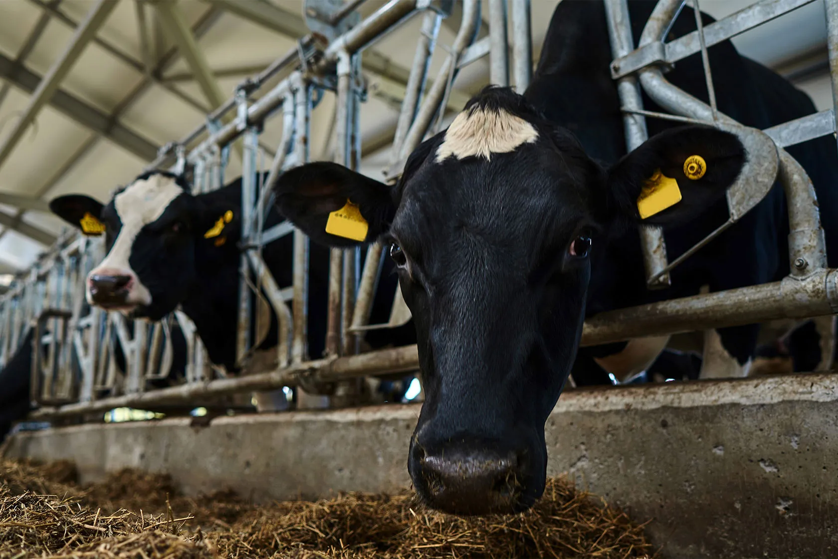 A close up image of cows in a barn | FBD Insurance