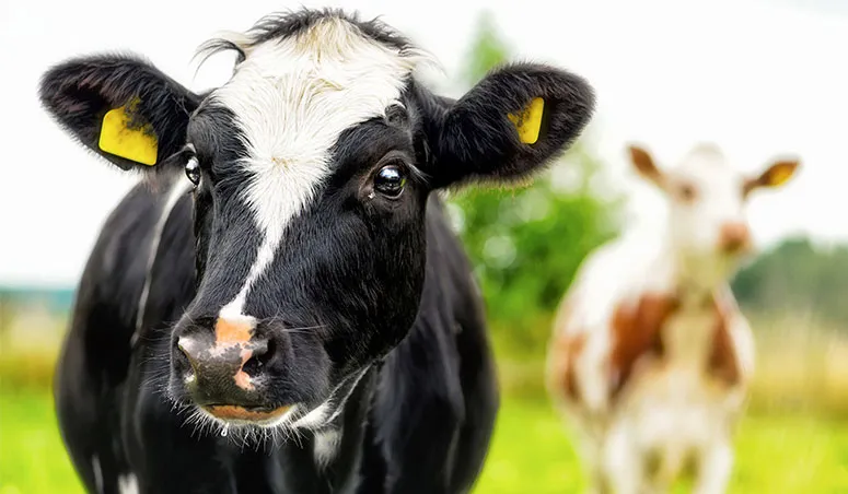 An image of a person feeding hay to a brown cow | FBD Insurance