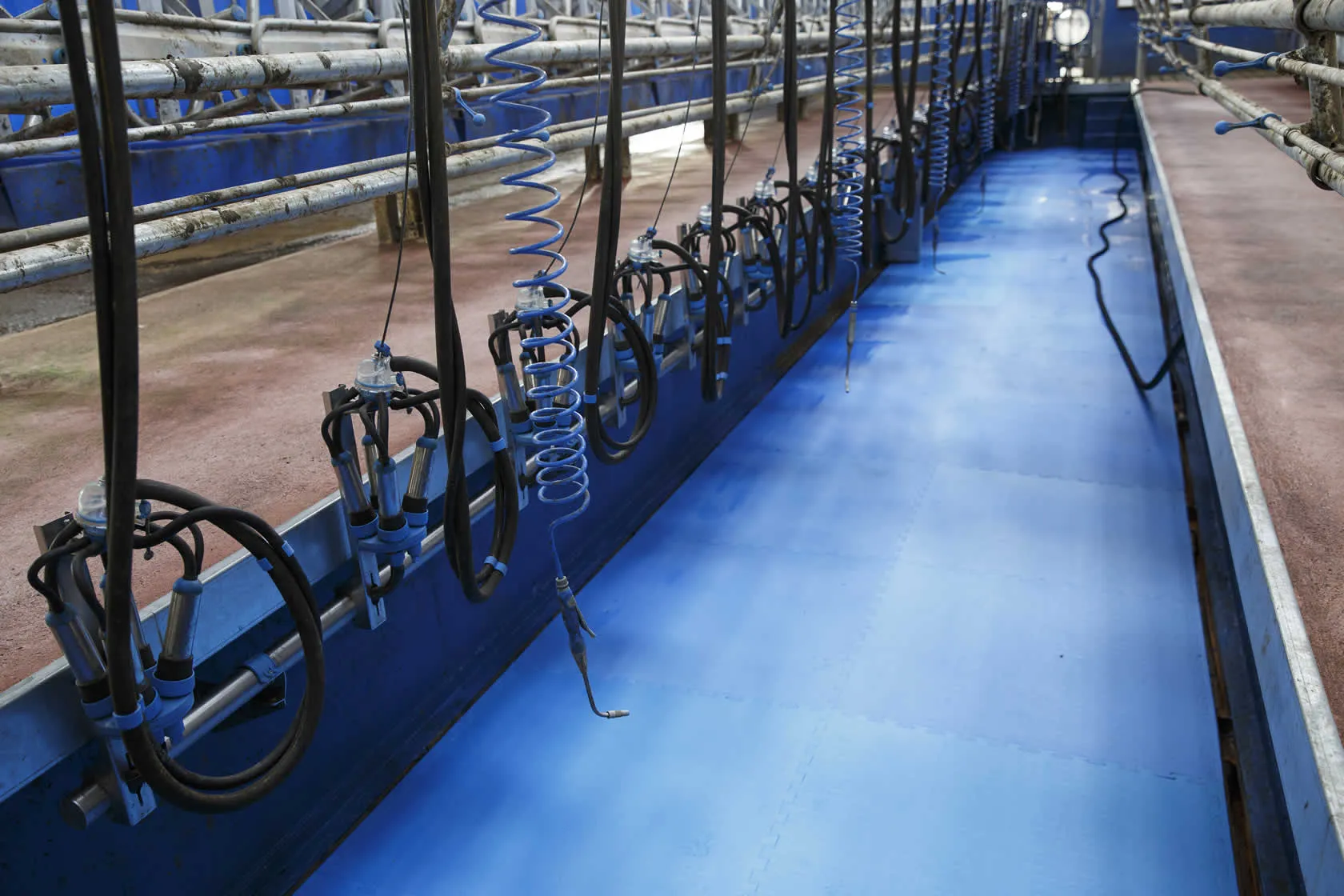 Safety around the milking parlour