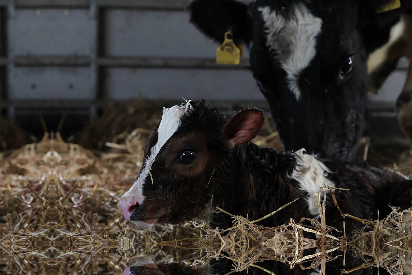 Safety at Calving